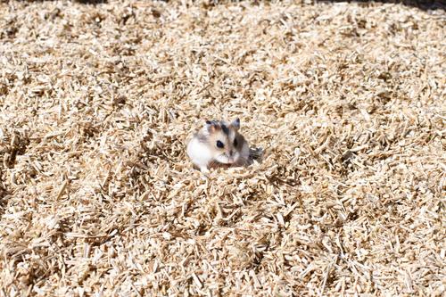 Show full view: Cranky Frank Hemp Small Animal Hemp Bedding, 7.5-lb slide 7 of 8