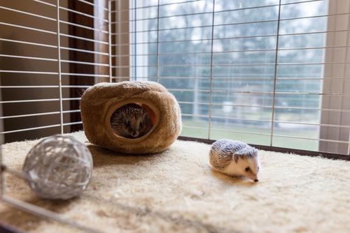 Show full view: Cranky Frank Hemp Small Pet Hemp Cage Liner, 10-in x 20-in, 3 count slide 4 of 4