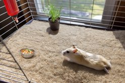 Cranky Frank Hemp Small Pet Hemp Cage Liner, 10-in x 20-in, 7 count slide 2 of 6