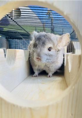 Show full view: CrazyCritterThings Cage To Castle Small Pet Habitat Accessory slide 2 of 2