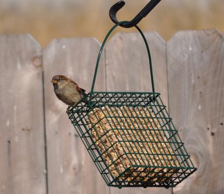Show full view: C&S EZ Fill Seed Cake Snak Wild Bird Feeder, 1 count slide 3 of 9