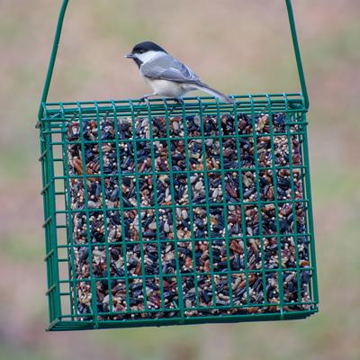 Show full view: C&S EZ Fill Seed Cake Snak Wild Bird Feeder, 1 count slide 4 of 9