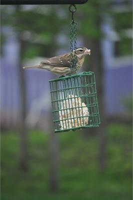Show full view: C&S Ez Fill Suet Basket Wild Bird Feeder slide 9 of 13