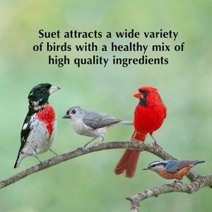 C&S Mealworm Delight No Melt Suet Dough Wild Bird Food, 11.75-oz tray, 12 count