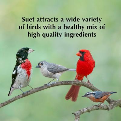 Show full view: C&S Mealworm Delight No Melt Suet Dough Wild Bird Food, 11.75-oz tray, 12 count slide 9 of 12