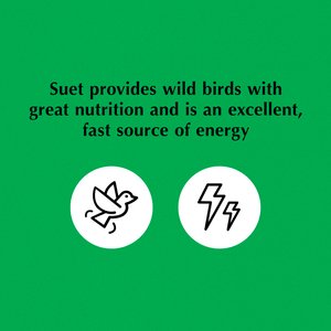C&S Mealworm Delight No Melt Suet Dough Wild Bird Food, 11.75-oz tray, 12 count