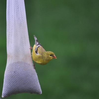 Show full view: C&S Nyjer Sack Wild Bird Feeder, 8-oz slide 2 of 8