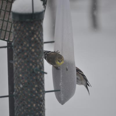 Show full view: C&S Nyjer Sack Wild Bird Feeder, 8-oz slide 3 of 8