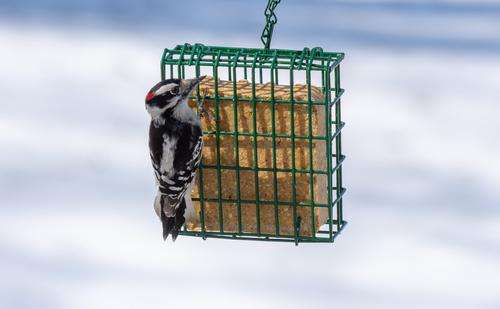 Show full view: C&S Peanut Butter Delight No Melt Suet Dough Bird Food, 11.75-oz bag, case of 12 slide 6 of 10