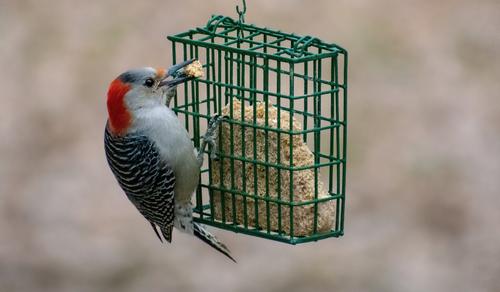 Show full view: C&S Peanut Butter Delight No Melt Suet Dough Bird Food, 11.75-oz bag, case of 12 slide 7 of 10