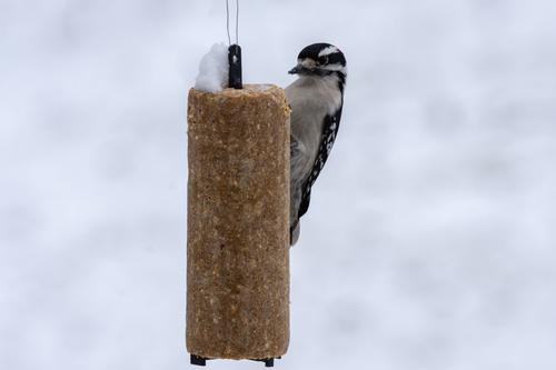 Show full view: C&S RTU Peanut Delight Log, Bird Food, 1-lb bag slide 4 of 11
