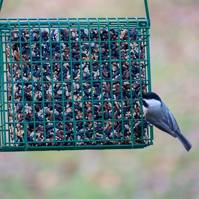 Show full view: C&S Songbird Snak Peanut Suet Nuggets Wild Bird Food, case of 6 slide 3 of 9