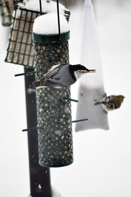 Show full view: C&S Sunflower Suet Nuggets Wild Bird Food, 8-lb box slide 9 of 12