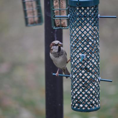 Show full view: C&S Sunflower Suet Nuggets Wild Bird Food, 8-lb box slide 4 of 12