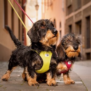 Curli Clasp Vest Air-Mesh Dog Harness, Fuchsia, Medium