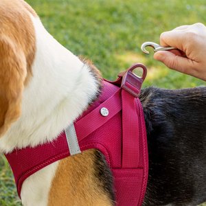 Curli Clasp Vest Air-Mesh Dog Harness, Fuchsia, Medium