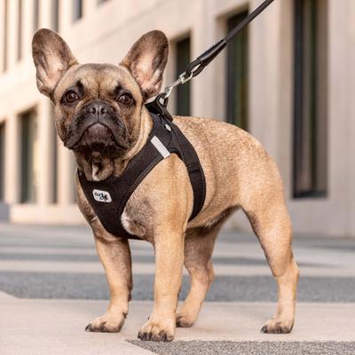 Show full view: Curli Clasp Vest Air-Mesh Dog Harness, Ruby, Small slide 7 of 11
