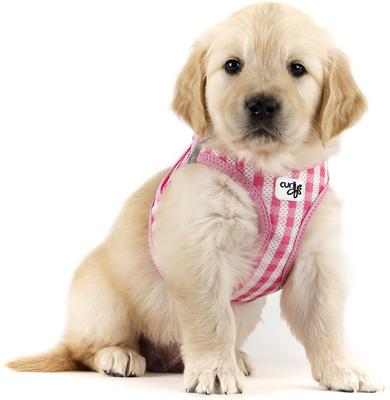 Show full view: Curli Clasp Vest Air-Mesh Reflective Dog Harness & Leash, Pink, X-Small: 13.3 to 15-in chest slide 4 of 11