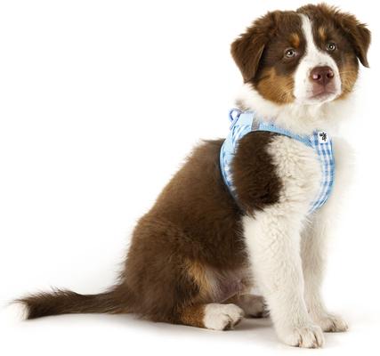 Show full view: Curli Clasp Vest Air-Mesh Reflective Dog Harness & Leash, Skyblue, Small: 15 to 17-in chest slide 6 of 11