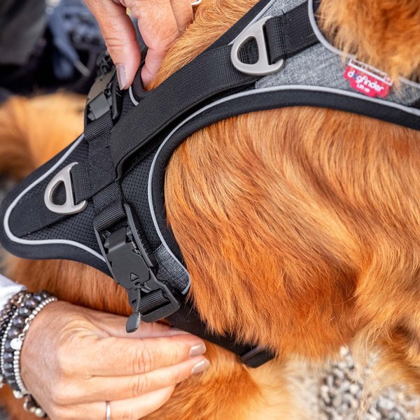 Curli Magnetic Belka Comfort Dog Harness, Black