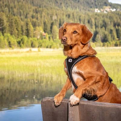 Show full view: Curli Magnetic Belka Comfort Dog Harness, Black, X-Large slide 9 of 11