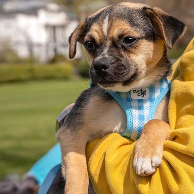 Show full view: Curli Vest Air-Mesh Dog Harness & Dog Leash, Skyblue, X-Small slide 7 of 10