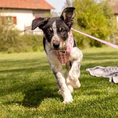 Show full view: Curli Vest Air-Mesh Dog Harness & Dog Leash, Skyblue, X-Small slide 8 of 10