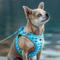 Show in main carousel: Curli Vest Air-Mesh Dog Harness & Dog Leash, Skyblue, X-Small slide 9 of 10