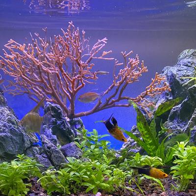 Show full view: Current USA Weighted Base Bayou Manzanita Branch Aquarium Plant slide 5 of 6