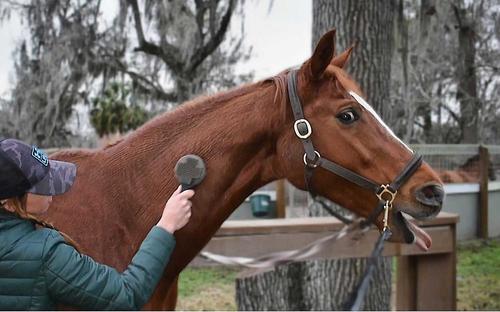 Show full view: Curry on a Stik Horse & Dog Grooming Brush + Cowboy Magic Horse Detangler & Shine, 16-fl oz bottle slide 4 of 9