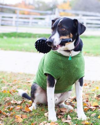 Show full view: Curry on a Stik Horse & Dog Grooming Brush slide 6 of 9