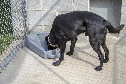 Show full view: Dakota 283 Dash Dakota Guard Antimicrobial Dog Watering System, Coyote Granite, 3.5-gal slide 9 of 9