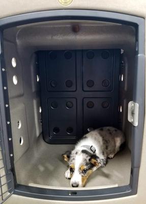 Show full view: Dakota 283 Forever Insert Dakota Guard Antimicrobial Dog Kennel Divider, Medium slide 5 of 5