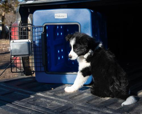 Show full view: Dakota 283 G3 Framed Door Dog Kennel, Small, Blue slide 5 of 6