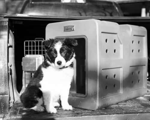 Show full view: Dakota 283 G3 Framed Door Dog Kennel, Small, Olive slide 4 of 5