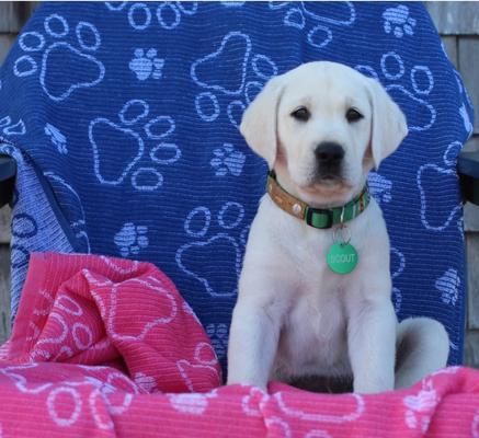 Show full view: Delilah Home Drytek High Performance Pet Towel, X-Large, Black slide 3 of 8