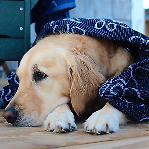Delilah Home Drytek High Performance Pet Towel, X-Large, Navy