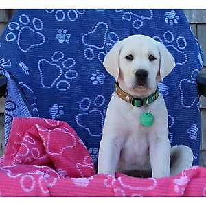 Delilah Home Drytek High Performance Pet Towel, X-Large, Navy