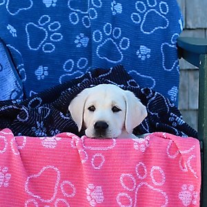Delilah Home Drytek High Performance Pet Towel, X-Large, Navy
