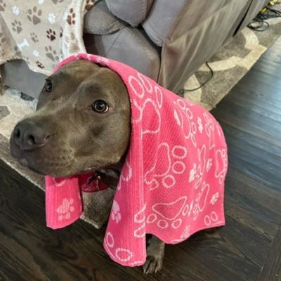 Show full view: Delilah Home Drytek High Performance Pet Towel, X-Large, Pink slide 4 of 10