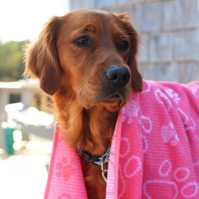Show full view: Delilah Home Drytek High Performance Pet Towel, X-Large, Pink slide 3 of 10