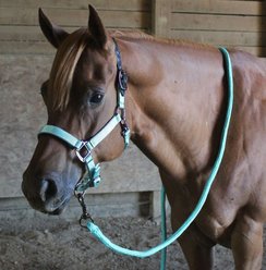 Derby Originals Blackout Breakaway Reflective Safety Horse Bio Crown Halter & Lead, Midnight Black, Full Horse slide 2 of 4