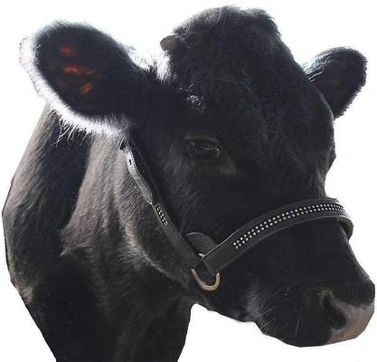 Show full view: Derby Originals Premium Crystal Bling Rhinestone Inlay Flat Leather Cattle Show Halter & Chain Lead, Black, Medium slide 3 of 4