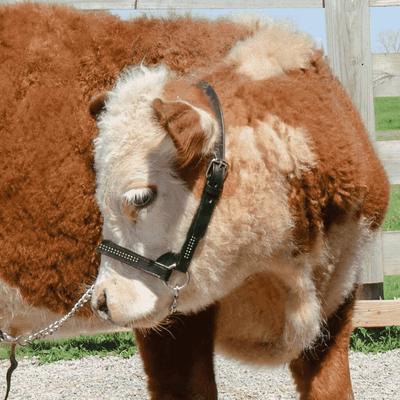 Show full view: Derby Originals Premium Crystal Bling Rhinestone Inlay Flat Leather Cattle Show Halter & Chain Lead, Havana, Large slide 2 of 4