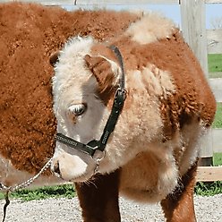 Derby Originals Premium Crystal Bling Rhinestone Inlay Flat Leather Cattle Show Halter & Chain Lead, Havana, Medium slide 2 of 4