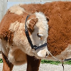 Derby Originals Premium Flat Fancy Stitch Leather Cattle Show Halter & Chain Lead, Havana, Large slide 2 of 3
