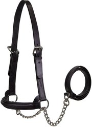 Derby Originals Premium Raised Padded Fancy Stitch Leather Cattle Show Halter & Chain Lead, Black, Large