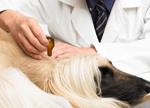 Show full view: Dermoscent Essential 6 Spot-On Large Breed Dog Skin Care Treatment, 4 count slide 8 of 10