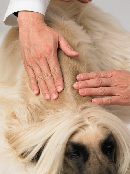 Show full view: Dermoscent Essential 6 Spot-On Medium Breed Dog Skin Care Treatment, 4 count slide 5 of 8