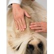 Show in main carousel: Dermoscent Essential 6 Spot-On Medium Breed Dog Skin Care Treatment, 4 count slide 5 of 8